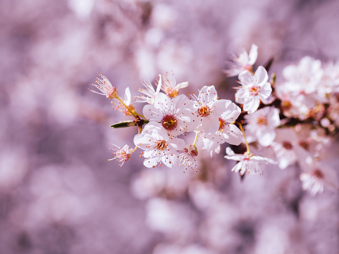 Sakura çiçeği nedir? Japon çiçeği sakur özellikleri nelerdir? Çam ve Sakura Hastanesi!