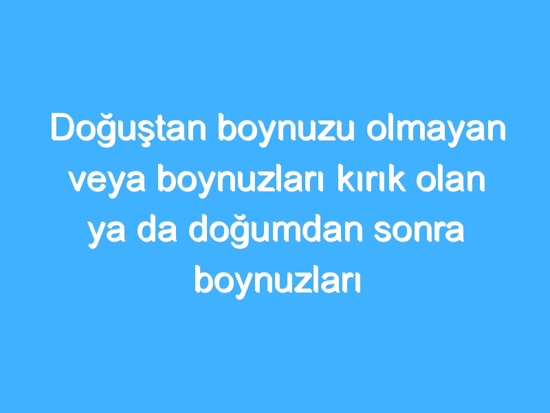 Doğuştan boynuzu olmayan veya boynuzları kırık olan ya da doğumdan sonra boynuzları elektrikle köreltilen hayvanlar kurban olarak kesilebilir mi?