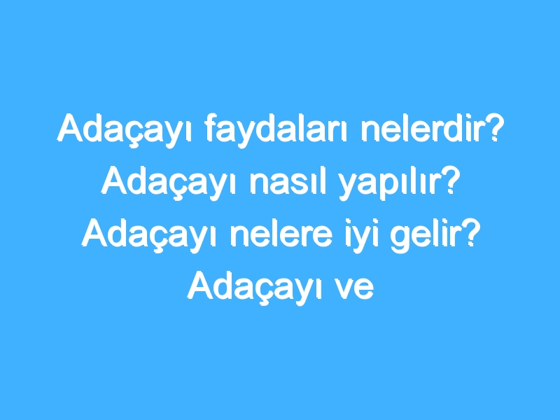 Adaçayı faydaları nelerdir? Adaçayı nasıl yapılır? Adaçayı nelere iyi gelir? Adaçayı ve sağlık!