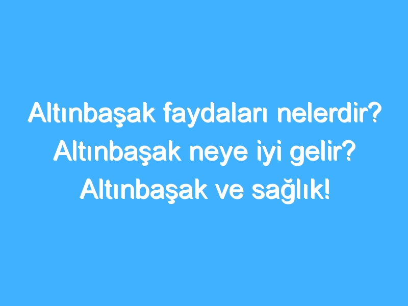 Altınbaşak faydaları nelerdir? Altınbaşak neye iyi gelir? Altınbaşak ve sağlık!