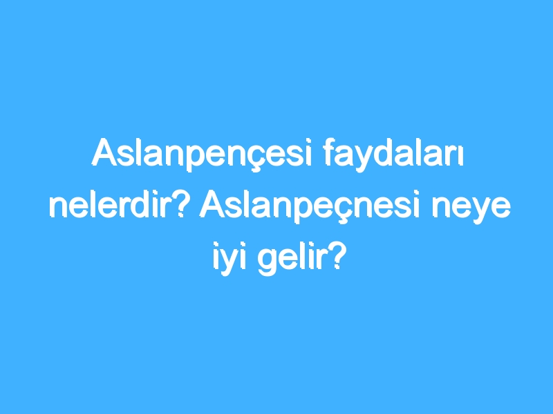 Aslanpençesi faydaları nelerdir? Aslanpeçnesi neye iyi gelir?