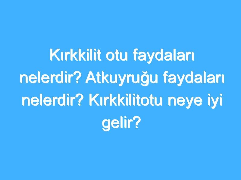 Kırkkilit otu faydaları nelerdir? Atkuyruğu faydaları nelerdir? Kırkkilitotu neye iyi gelir?