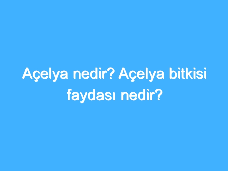 Açelya nedir? Açelya bitkisi faydası nedir?