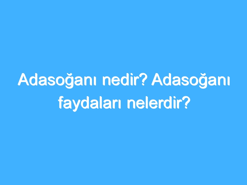 Adasoğanı nedir? Adasoğanı faydaları nelerdir?