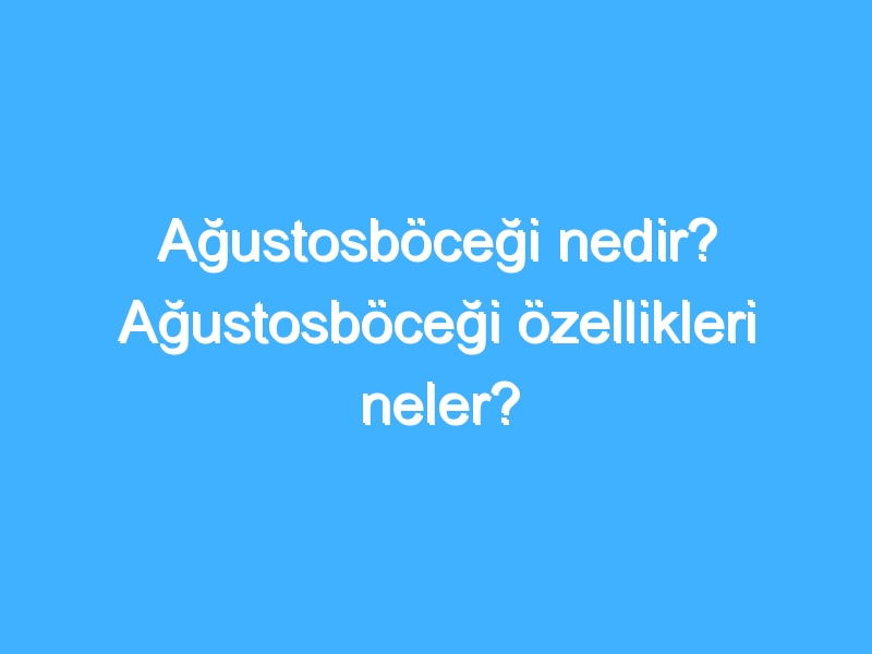 Ağustosböceği nedir? Ağustosböceği özellikleri neler?