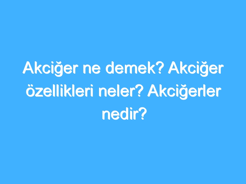 Akciğer ne demek? Akciğer özellikleri neler? Akciğerler nedir?