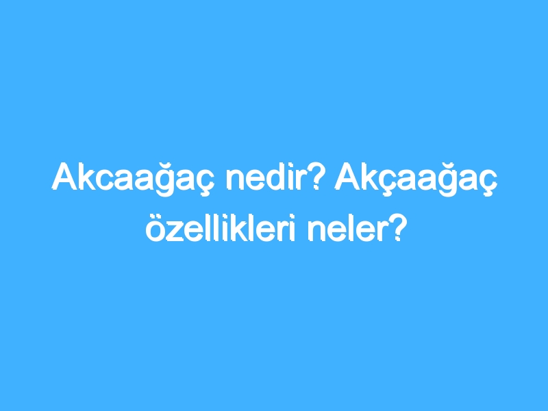 Akcaağaç nedir? Akçaağaç özellikleri neler?