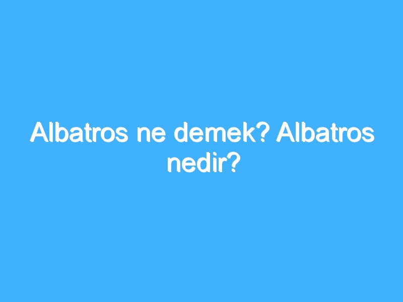 Albatros ne demek? Albatros nedir?