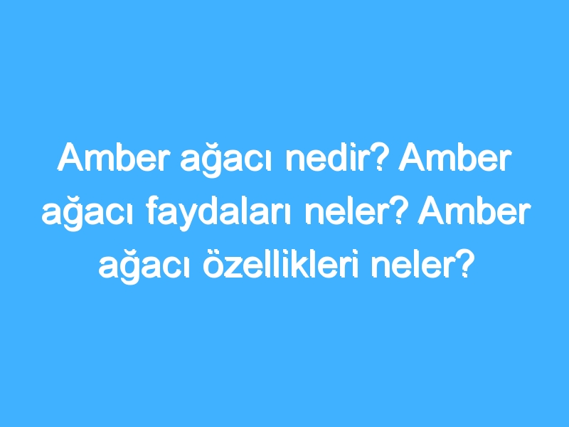 Amber ağacı nedir? Amber ağacı faydaları neler? Amber ağacı özellikleri neler?