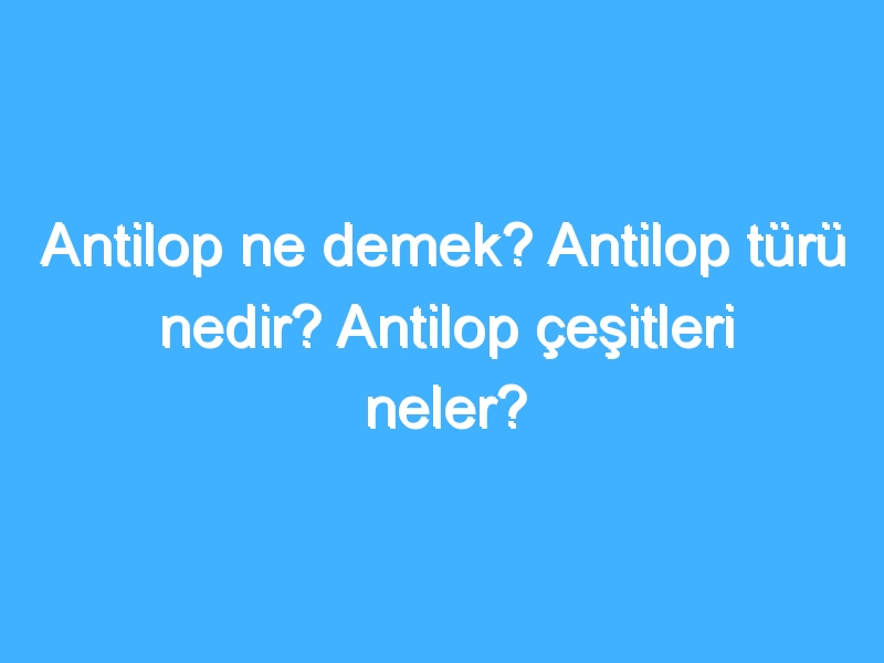 Antilop ne demek? Antilop türü nedir? Antilop çeşitleri neler?