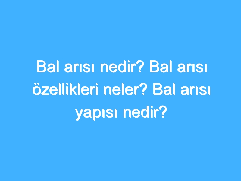 Bal arısı nedir? Bal arısı özellikleri neler? Bal arısı yapısı nedir?