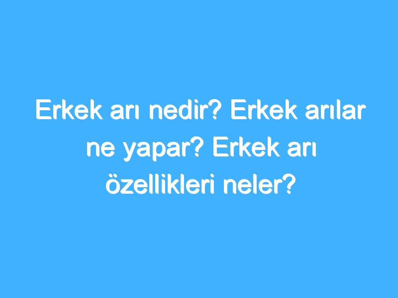 Erkek arı nedir? Erkek arılar ne yapar? Erkek arı özellikleri neler?