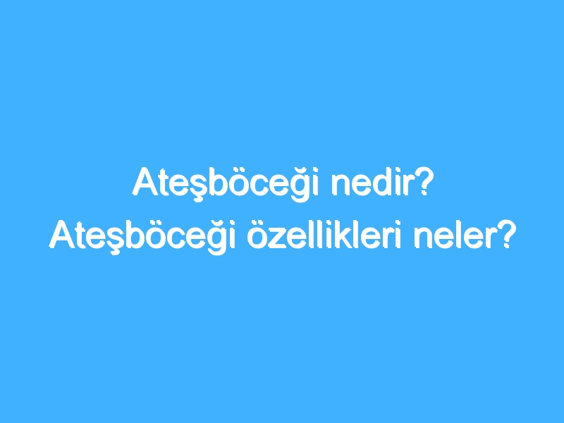 Ateşböceği nedir? Ateşböceği özellikleri neler?