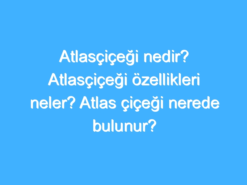 Atlasçiçeği nedir? Atlasçiçeği özellikleri neler? Atlas çiçeği nerede bulunur?