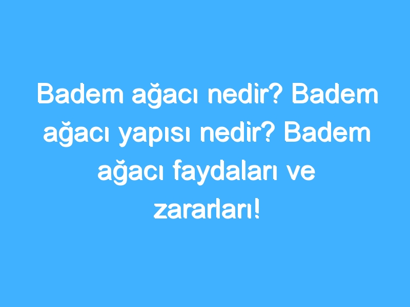 Badem ağacı nedir? Badem ağacı yapısı nedir? Badem ağacı faydaları ve zararları!