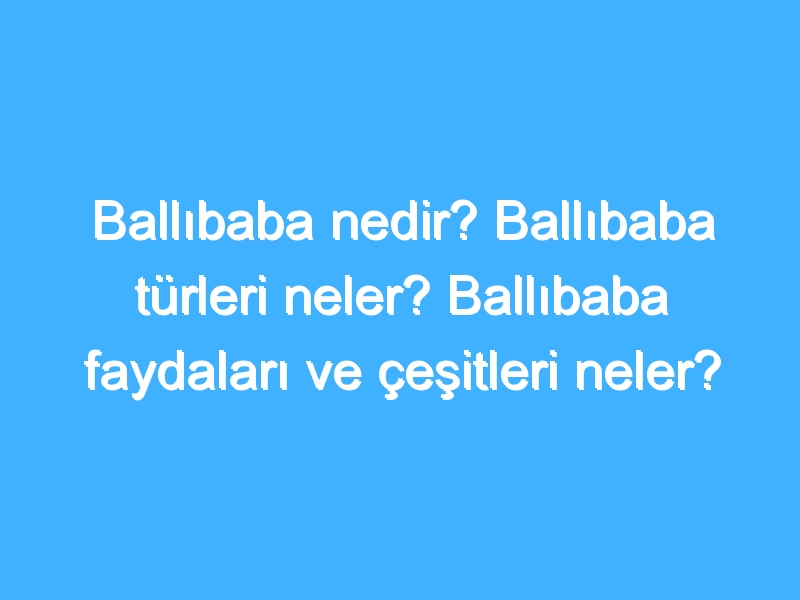 Ballıbaba nedir? Ballıbaba türleri neler? Ballıbaba faydaları ve çeşitleri neler?