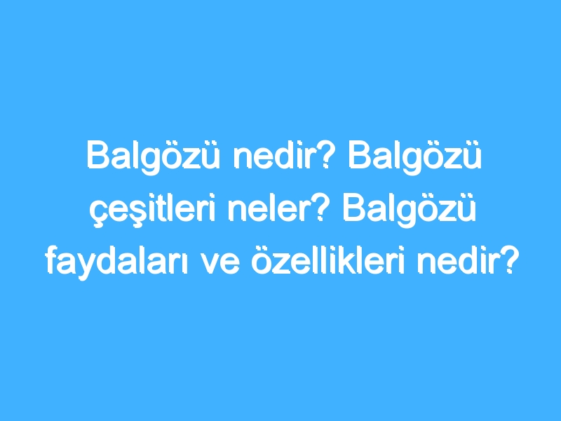 Balgözü nedir? Balgözü çeşitleri neler? Balgözü faydaları ve özellikleri nedir?