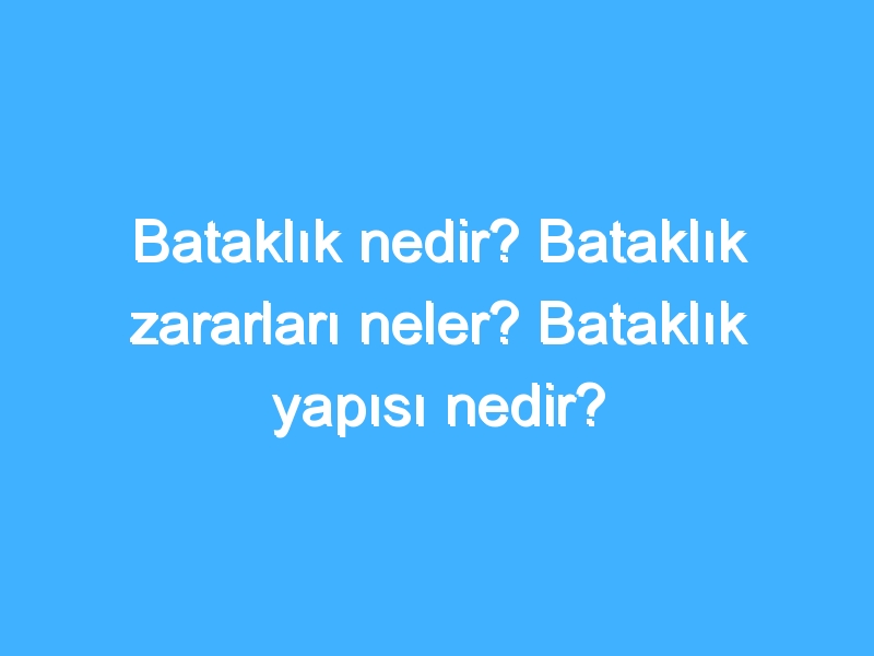 Bataklık nedir? Bataklık zararları neler? Bataklık yapısı nedir?