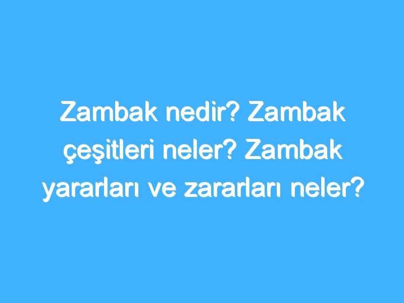 Zambak nedir? Zambak çeşitleri neler? Zambak yararları ve zararları neler?