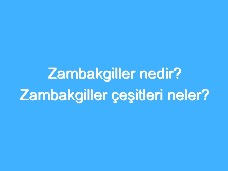 Zambakgiller nedir? Zambakgiller çeşitleri neler?