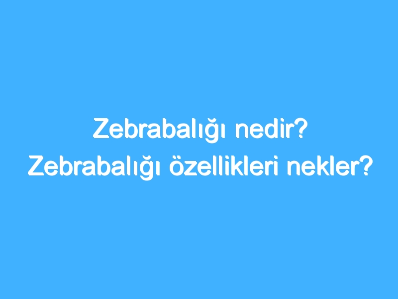 Zebrabalığı nedir? Zebrabalığı özellikleri nekler?