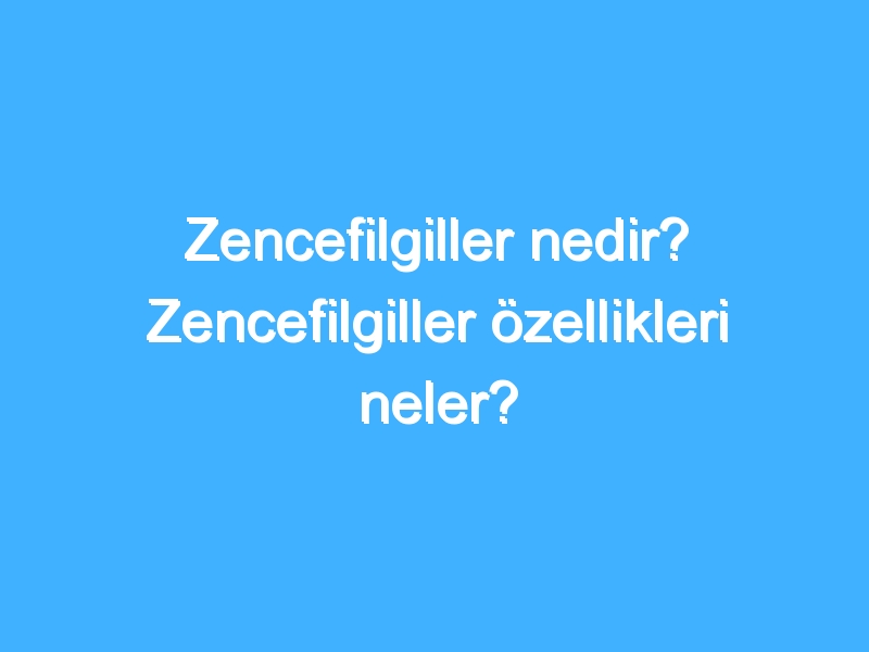 Zencefilgiller nedir? Zencefilgiller özellikleri neler?