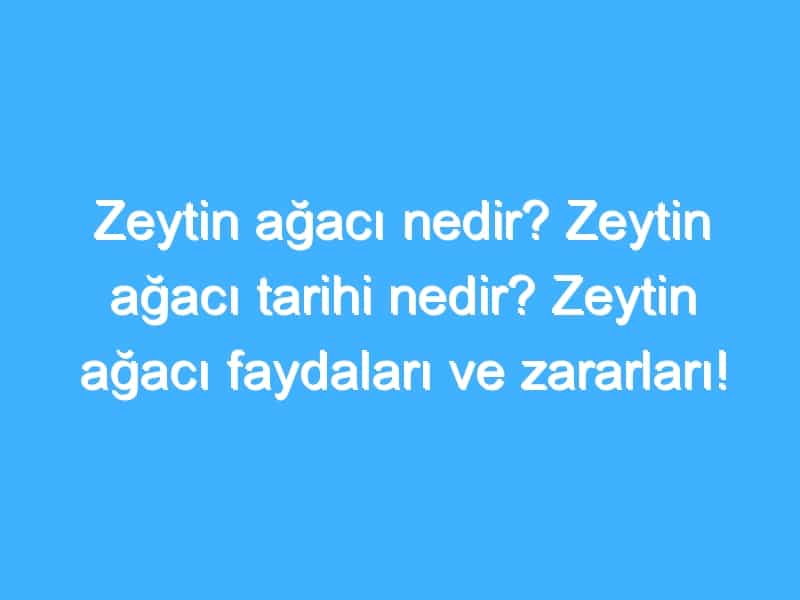 Zeytin ağacı nedir? Zeytin ağacı tarihi nedir? Zeytin ağacı faydaları ve zararları!