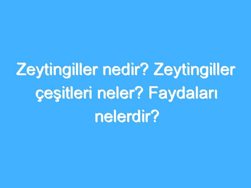 Zeytingiller nedir? Zeytingiller çeşitleri neler? Faydaları nelerdir?