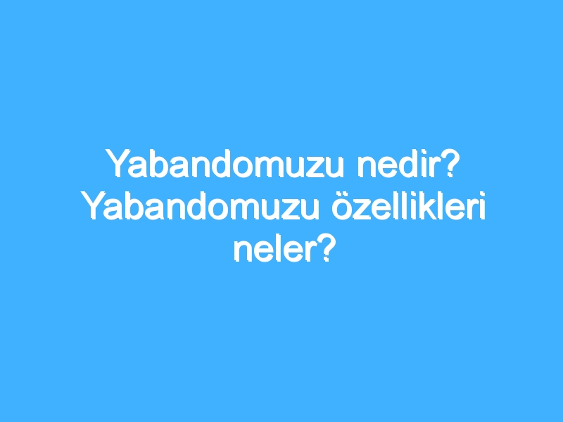 Yabandomuzu nedir? Yabandomuzu özellikleri neler?