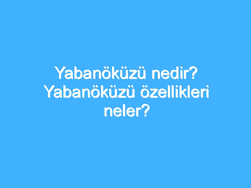 Yabanöküzü nedir? Yabanöküzü özellikleri neler?