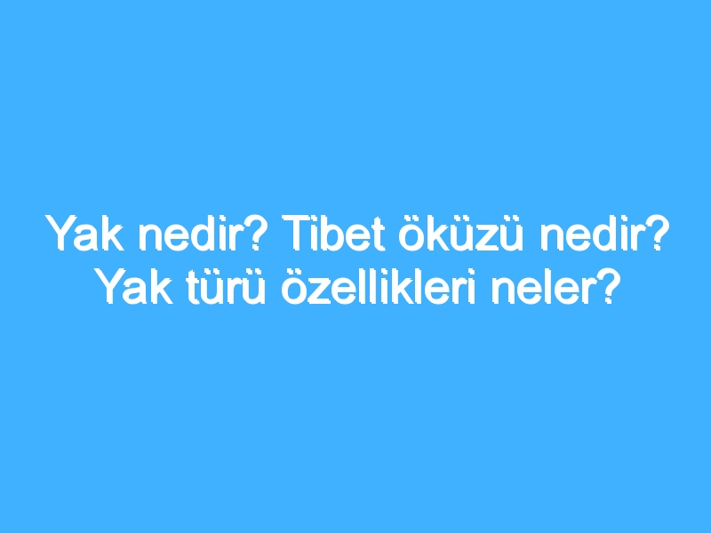 Yak nedir? Tibet öküzü nedir? Yak türü özellikleri neler?