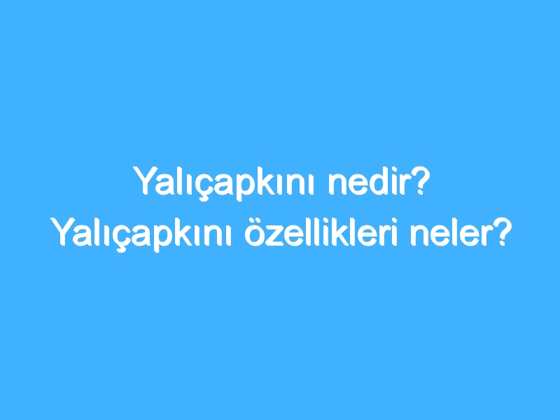 Yalıçapkını nedir? Yalıçapkını özellikleri neler?