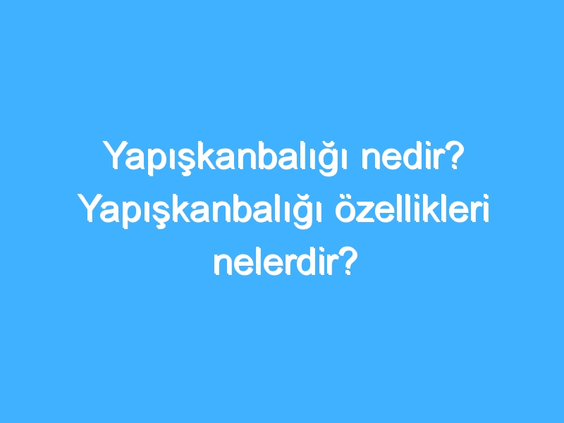 Yapışkanbalığı nedir? Yapışkanbalığı özellikleri nelerdir?