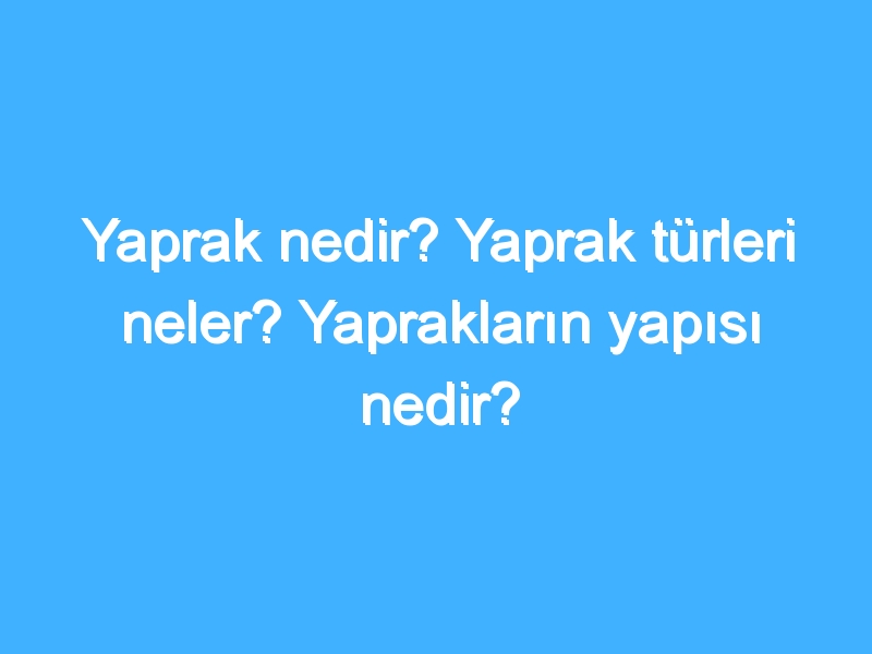 Yaprak nedir? Yaprak türleri neler? Yaprakların yapısı nedir?