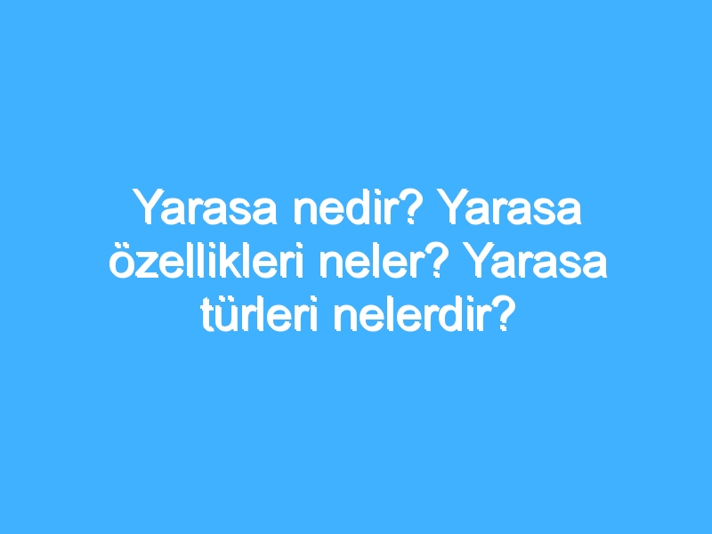 Yarasa nedir? Yarasa özellikleri neler? Yarasa türleri nelerdir?