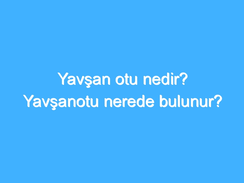 Yavşan otu nedir? Yavşanotu nerede bulunur?