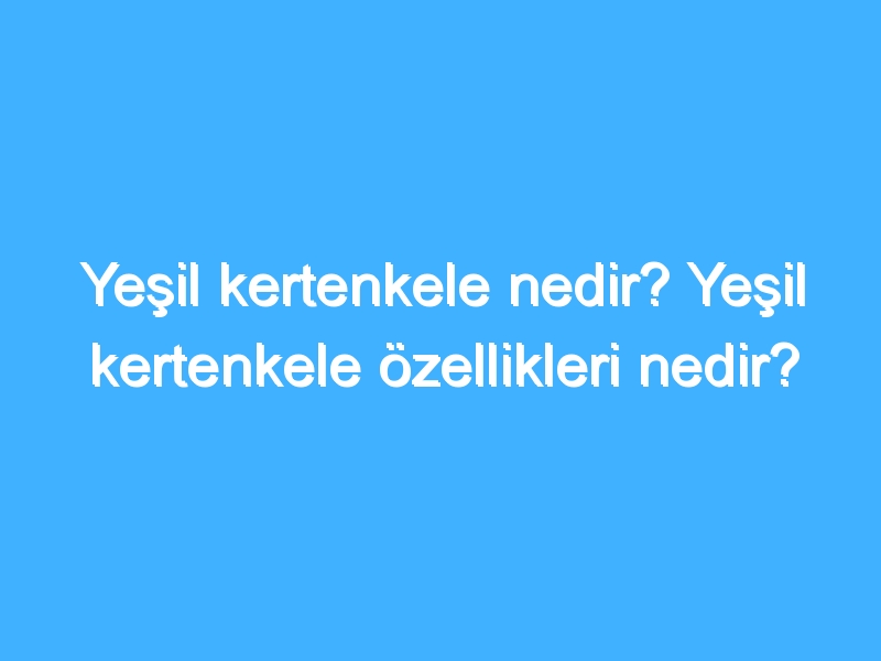 Yeşil kertenkele nedir? Yeşil kertenkele özellikleri nedir?