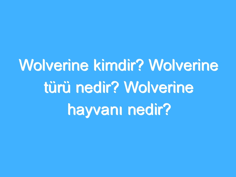 Wolverine kimdir? Wolverine türü nedir? Wolverine hayvanı nedir?