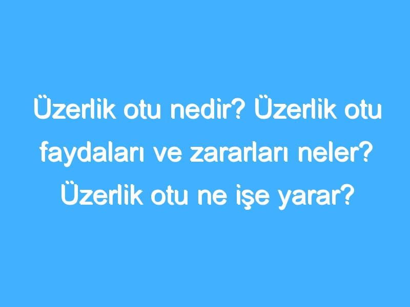 Üzerlik otu nedir? Üzerlik otu faydaları ve zararları neler? Üzerlik otu ne işe yarar?