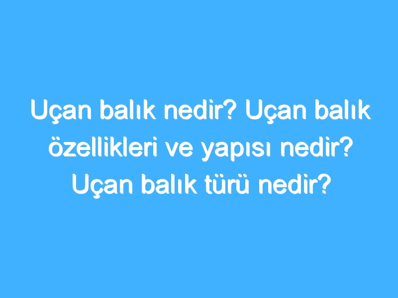 Uçan balık nedir? Uçan balık özellikleri ve yapısı nedir? Uçan balık türü nedir?