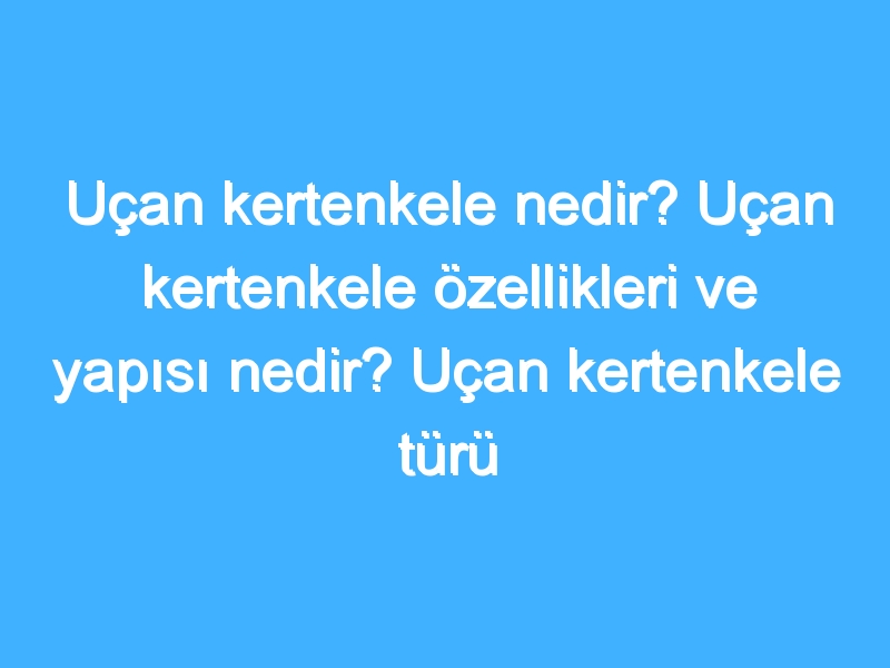 Uçan kertenkele nedir? Uçan kertenkele özellikleri ve yapısı nedir? Uçan kertenkele türü nedir?