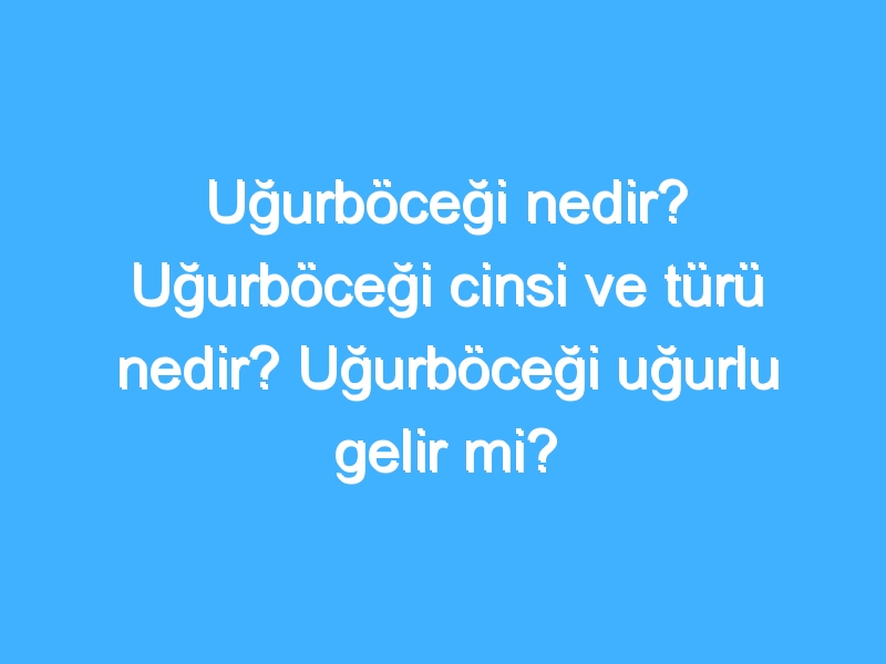 Uğurböceği nedir? Uğurböceği cinsi ve türü nedir? Uğurböceği uğurlu gelir mi?